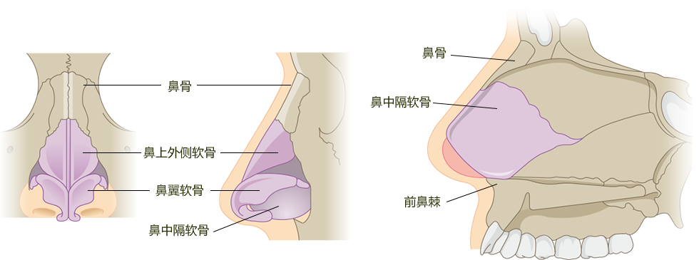 鼻断面