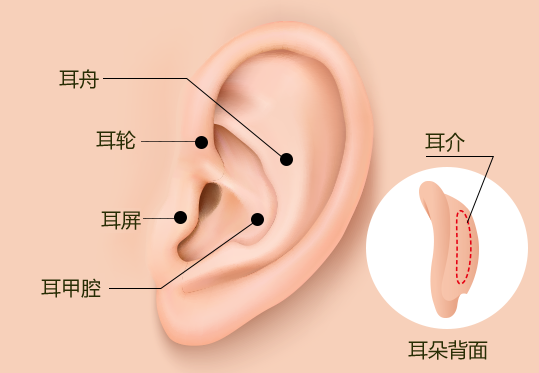 耳介軟骨