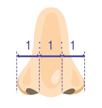 理想の鼻先とは？